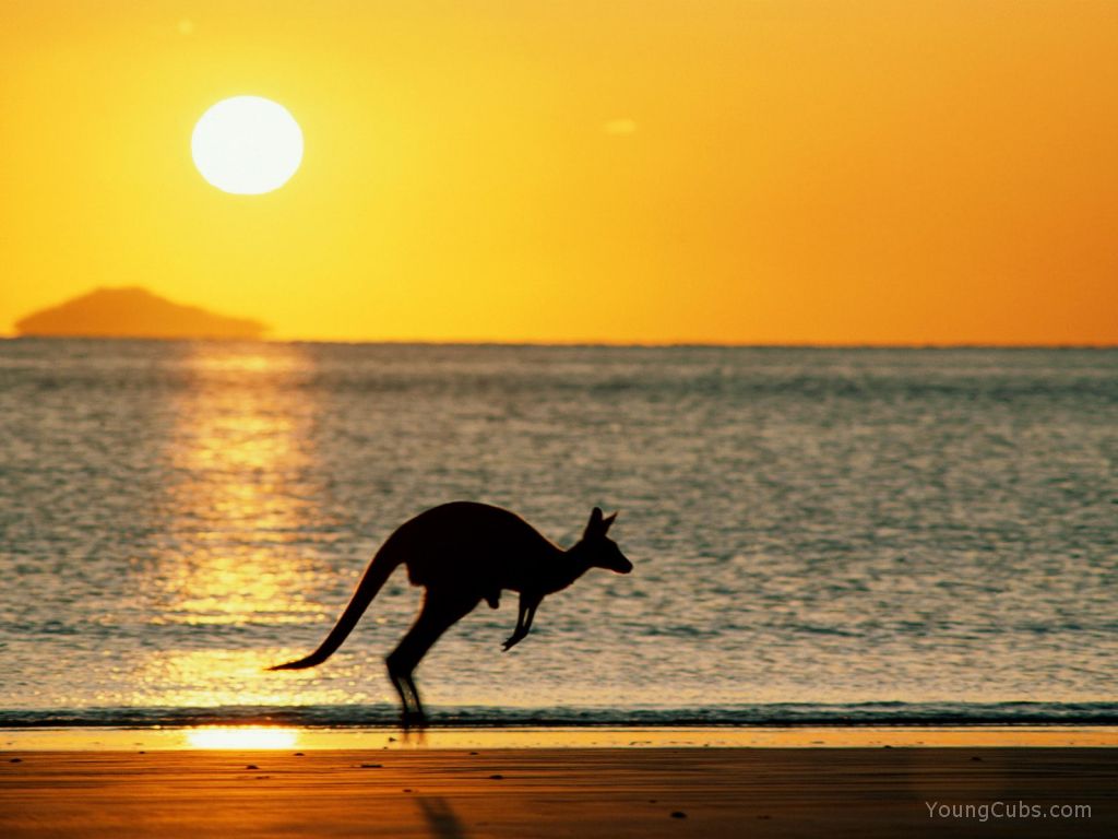 Taking Joey Home, Australia